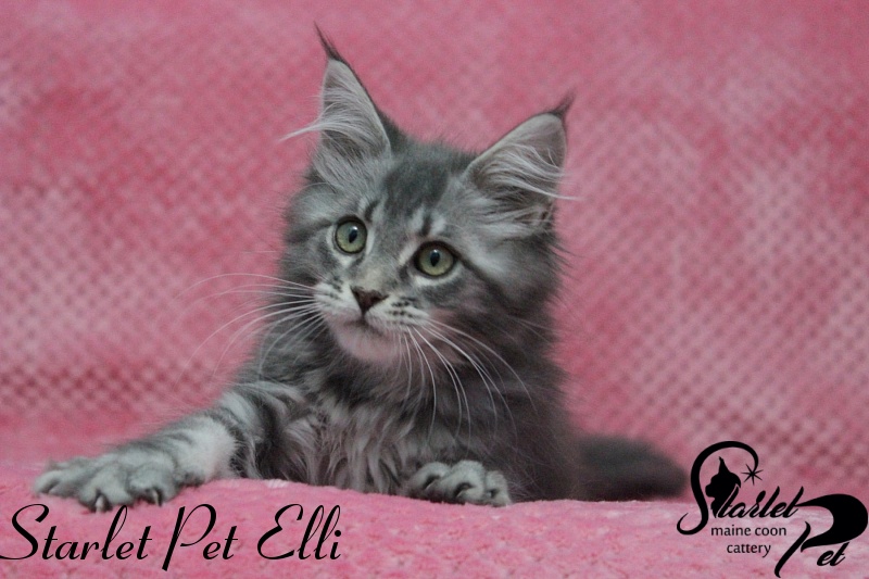Starlet Pet Elli - maine-coon