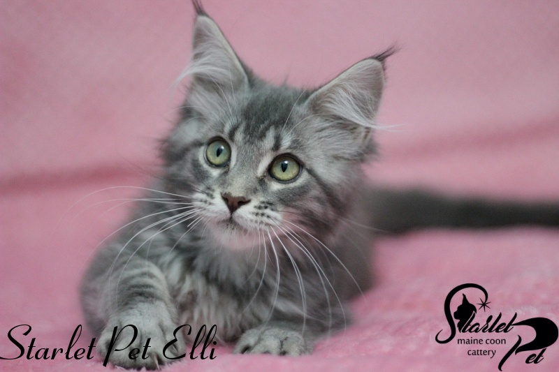 Starlet Pet Elli - maine-coon
