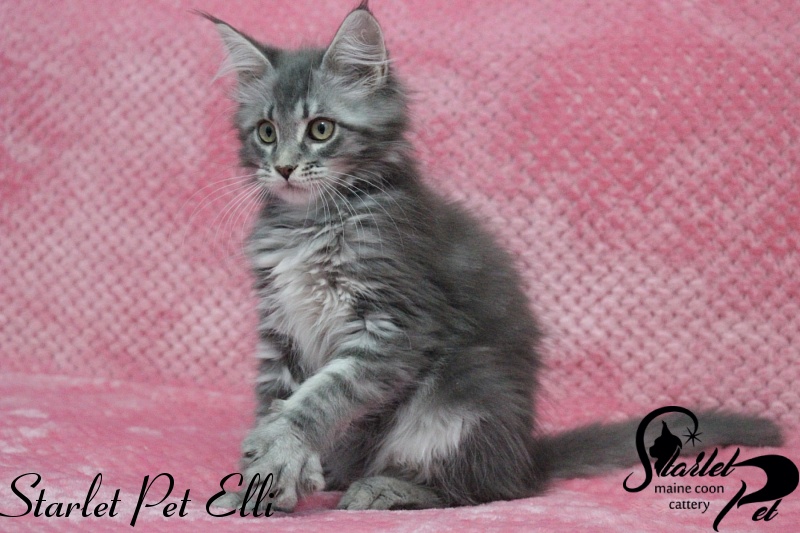 Starlet Pet Elli - maine-coon