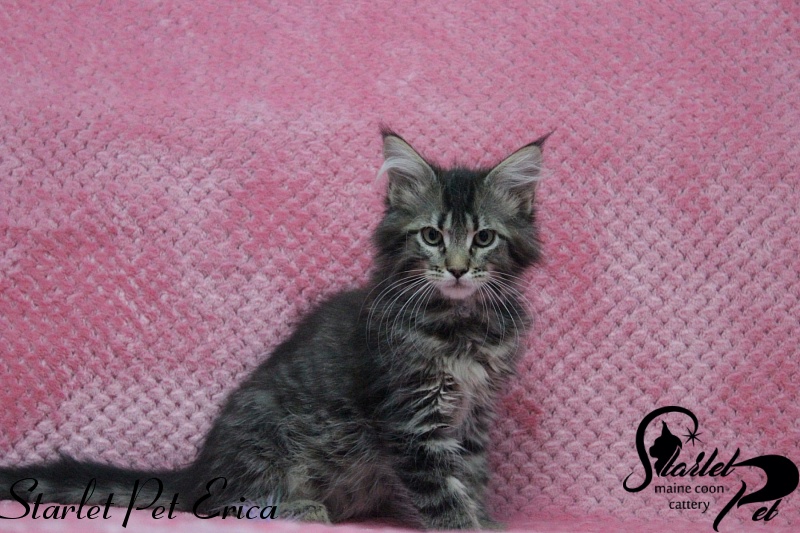 Starlet Pet Erica - maine-coon