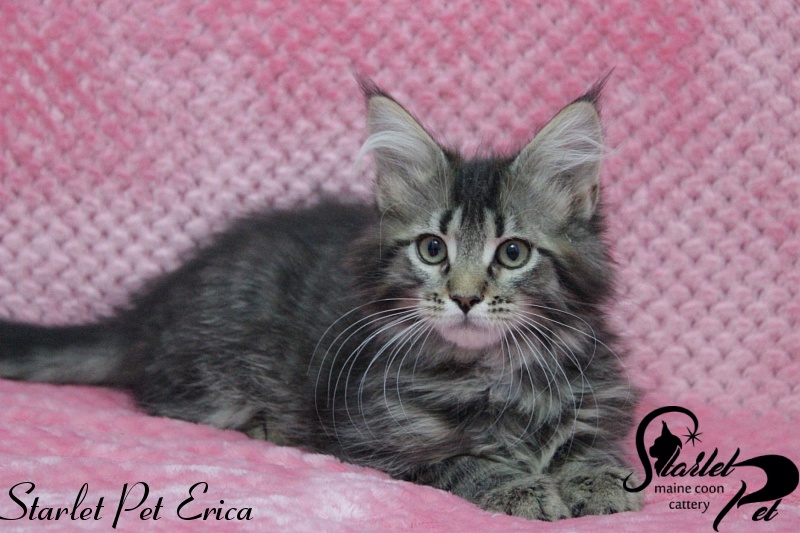Starlet Pet Erica - maine-coon