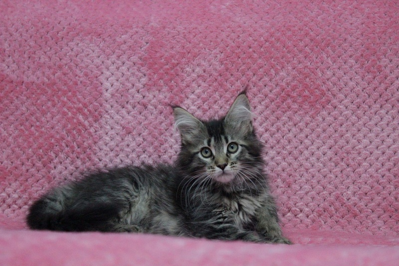 Starlet Pet Erica - maine-coon