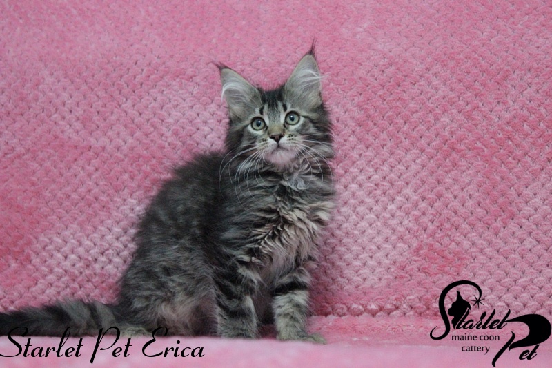 Starlet Pet Erica - maine-coon