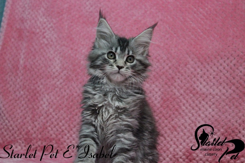 Starlet Pet E*Isabel - maine-coon