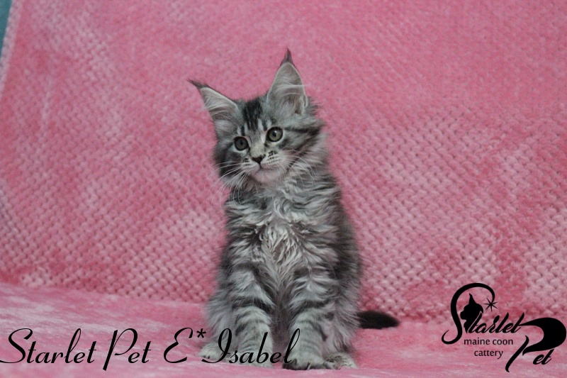 Starlet Pet E*Isabel - maine-coon