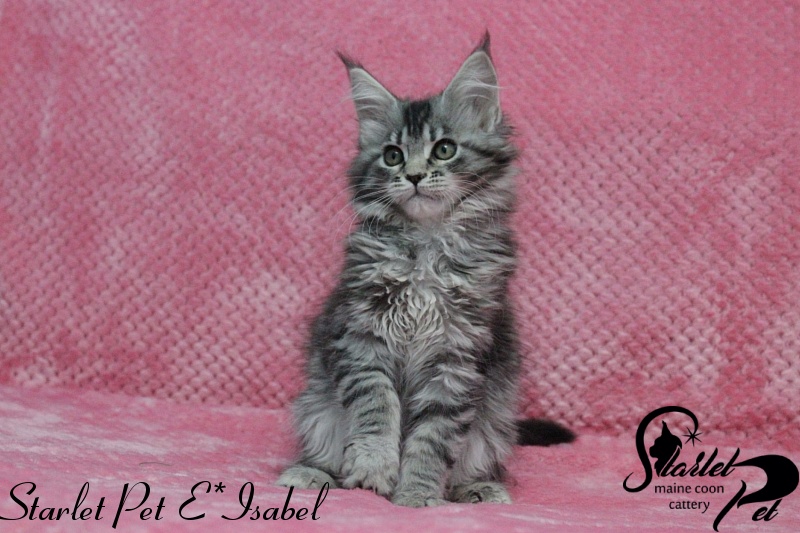 Starlet Pet E*Isabel - maine-coon