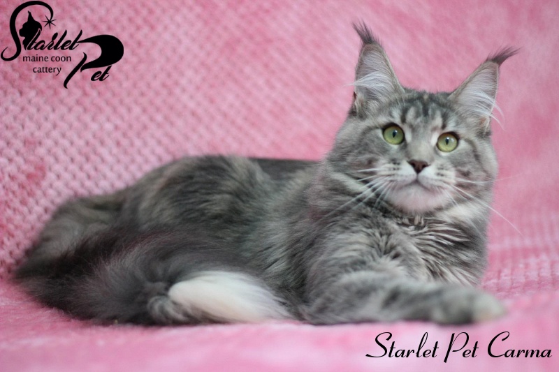 Starlet Pet Carma - maine-coon