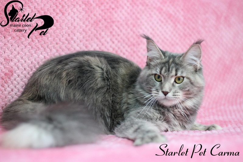 Starlet Pet Carma - maine-coon