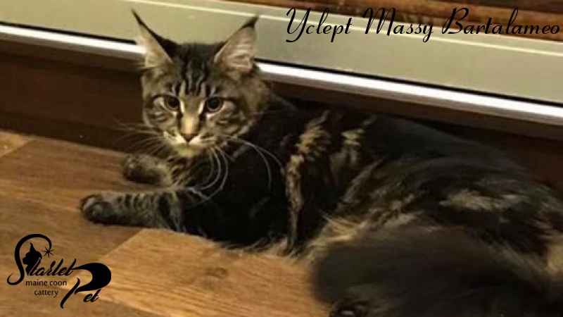 Yclept Massy Bartalameo - maine-coon