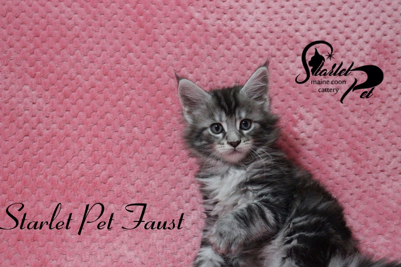 Starlet Pet Faust - maine-coon