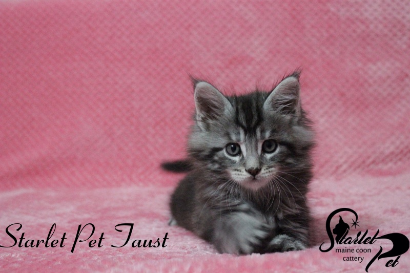 Starlet Pet Faust - maine-coon