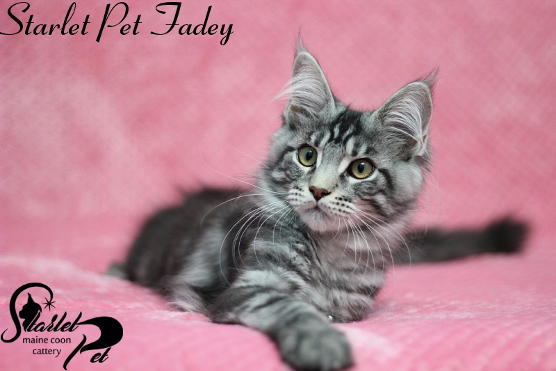 Starlet Pet Fadey - maine-coon