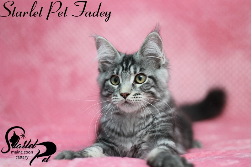 Starlet Pet Fadey - maine-coon