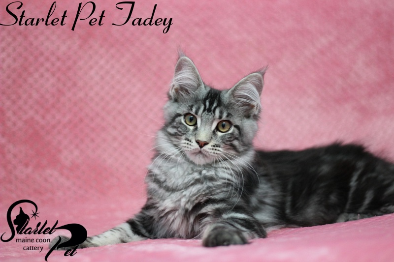 Starlet Pet Fadey - maine-coon