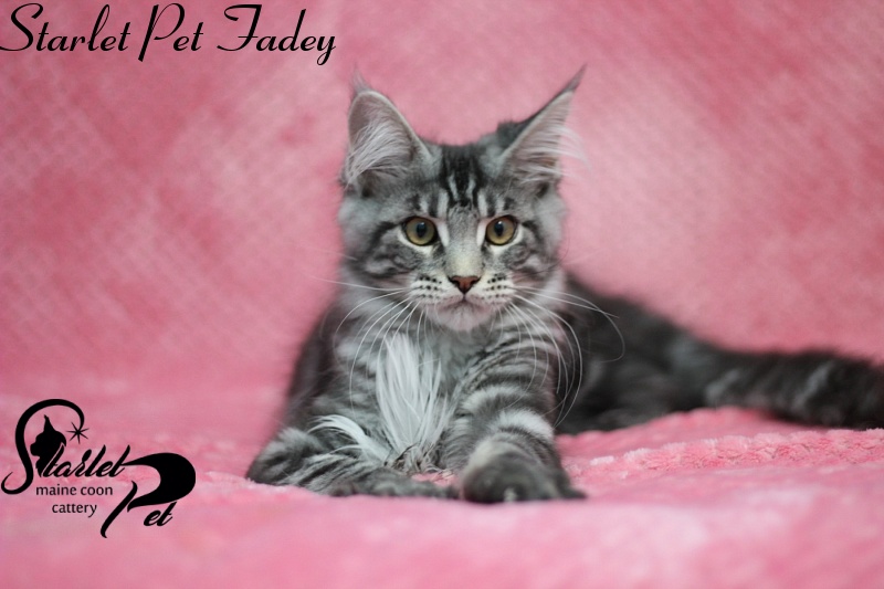 Starlet Pet Fadey - maine-coon