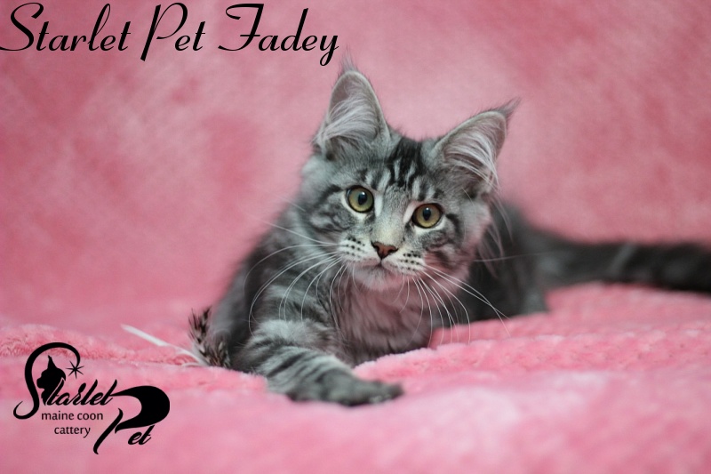 Starlet Pet Fadey - maine-coon