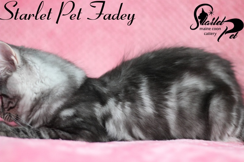 Starlet Pet Fadey - maine-coon