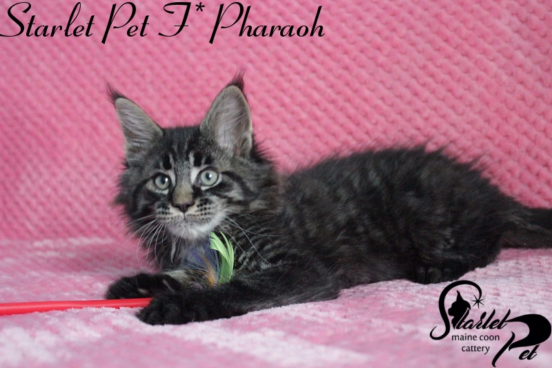Starlet Pet F* Pharaoh - maine-coon