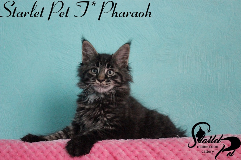 Starlet Pet F* Pharaoh - maine-coon