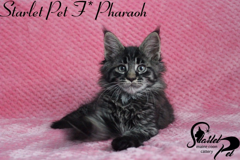 Starlet Pet F* Pharaoh - maine-coon