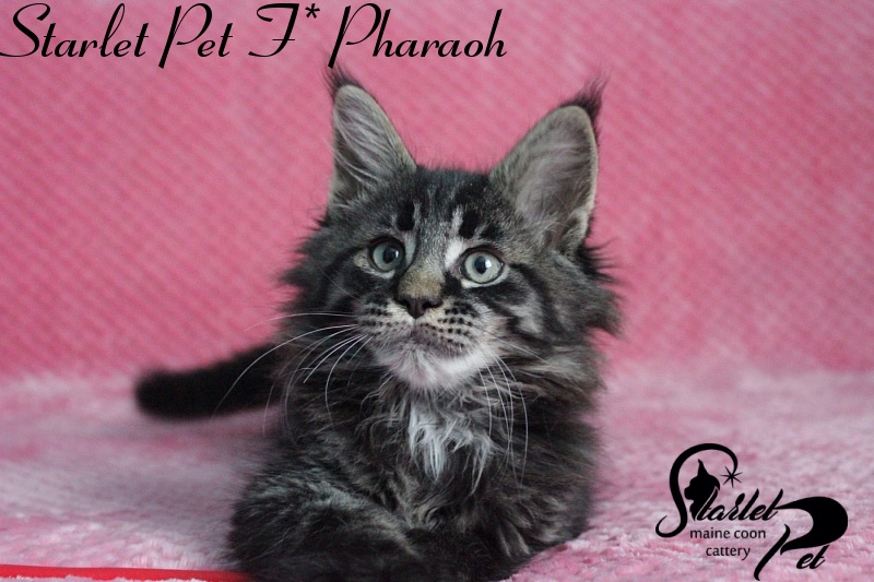 Starlet Pet F* Pharaoh - maine-coon
