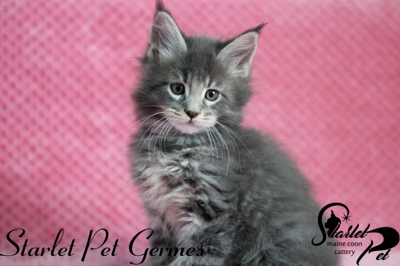 Starlet Pet Germes - maine-coon