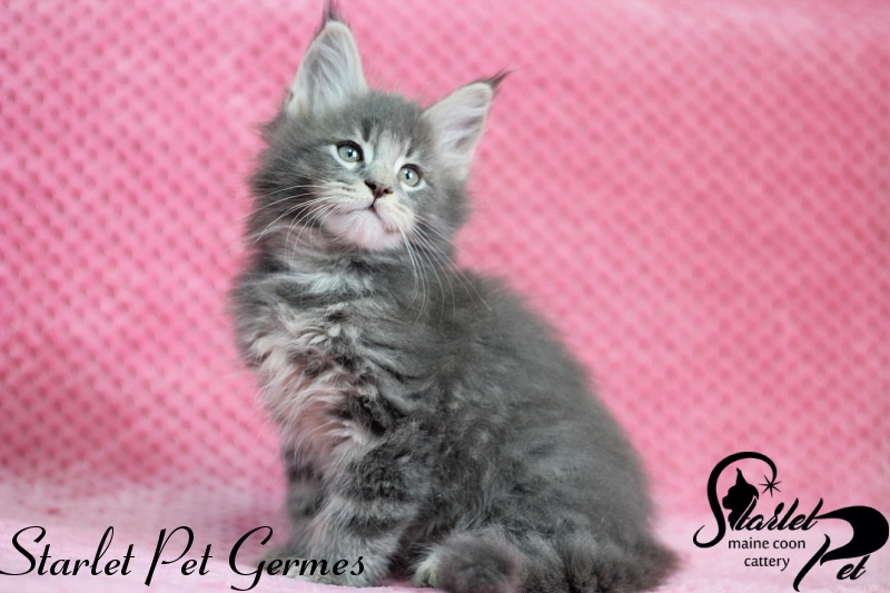 Starlet Pet Germes - maine-coon