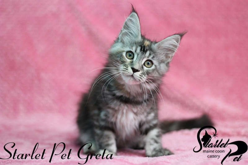 Starlet Pet Greta - maine-coon