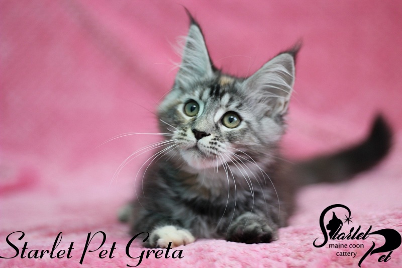 Starlet Pet Greta - maine-coon