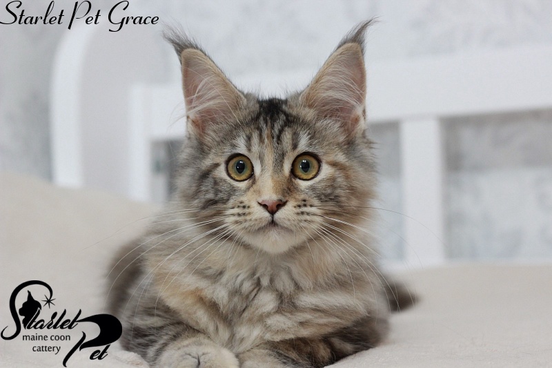 Starlet Pet Grace - maine-coon