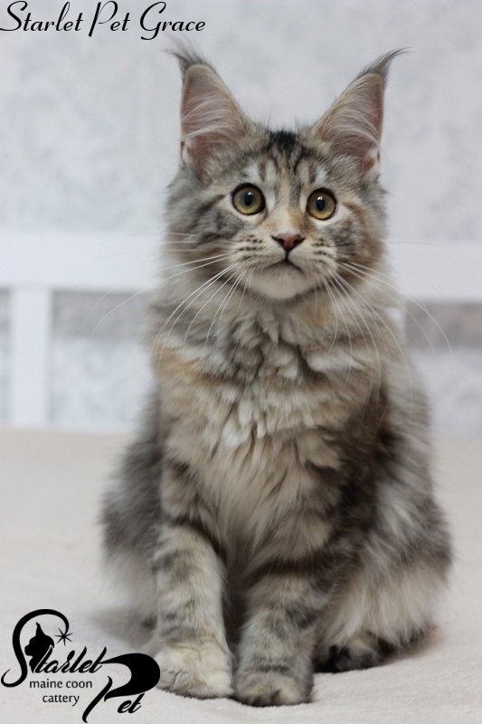 Starlet Pet Grace - maine-coon