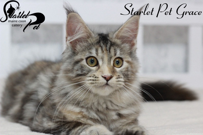 Starlet Pet Grace - maine-coon