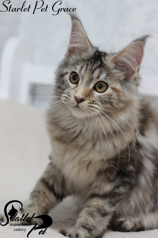 Starlet Pet Grace - maine-coon