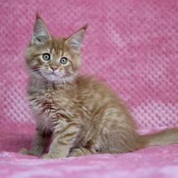 Starlet Pet G*Targaryen Potter