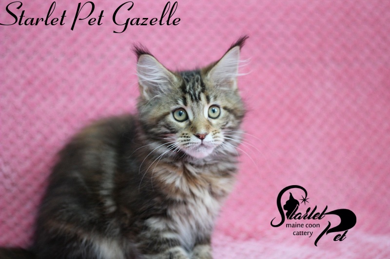 Starlet Pet Gazelle - maine-coon