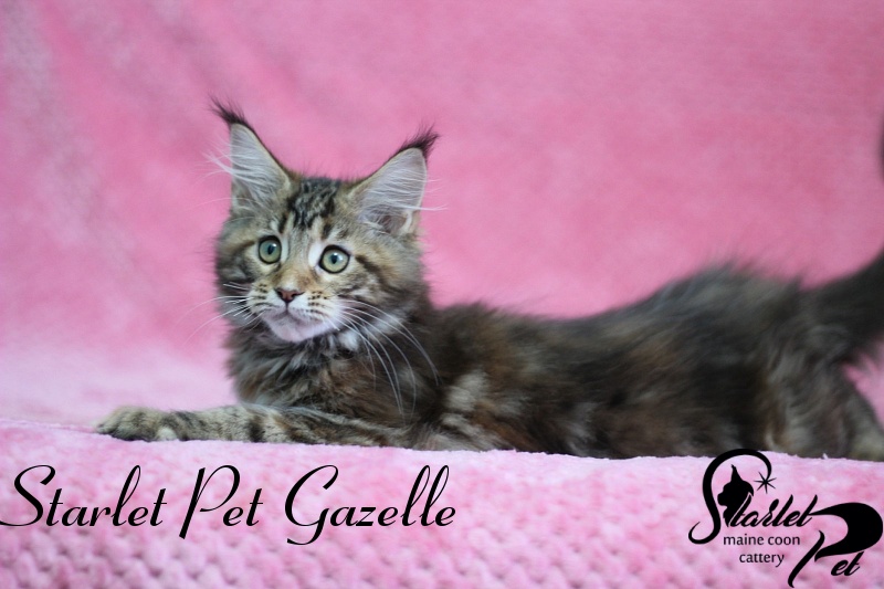 Starlet Pet Gazelle - maine-coon
