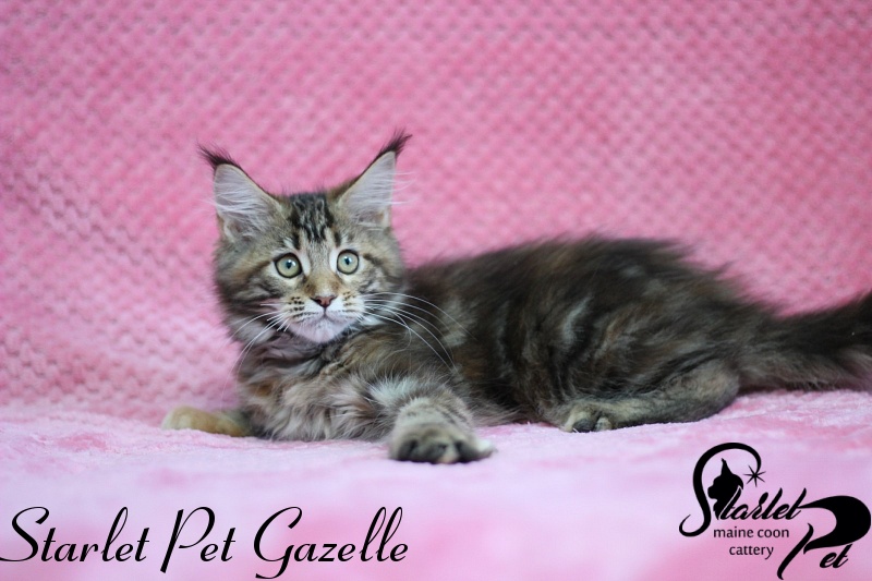 Starlet Pet Gazelle - maine-coon