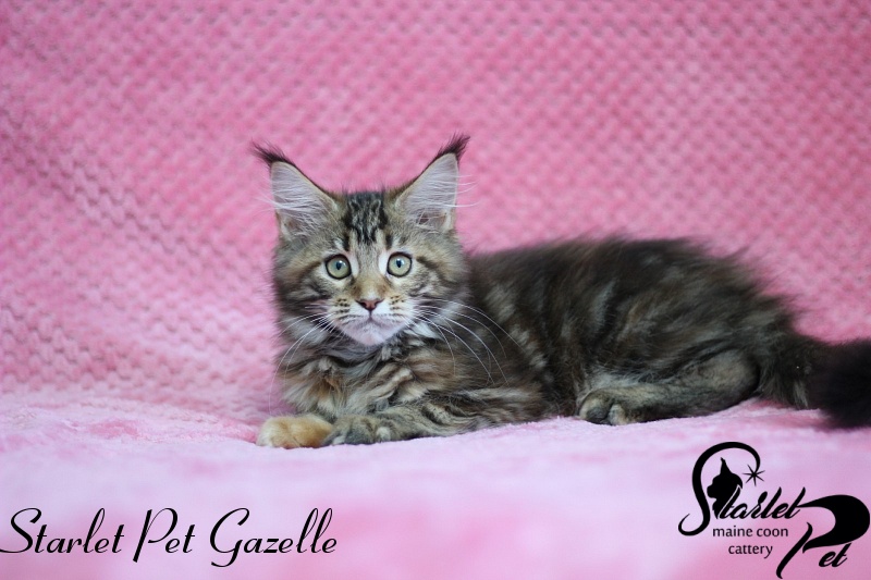Starlet Pet Gazelle - maine-coon