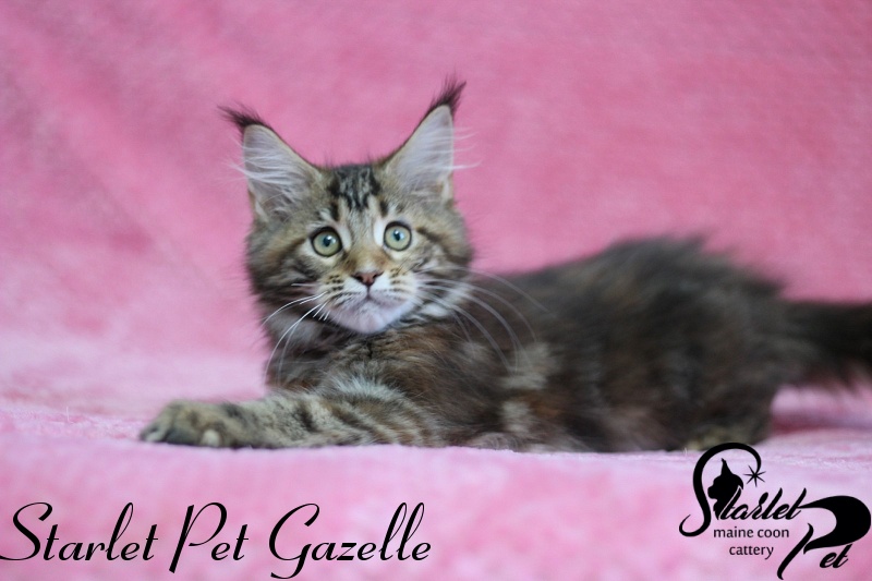 Starlet Pet Gazelle - maine-coon
