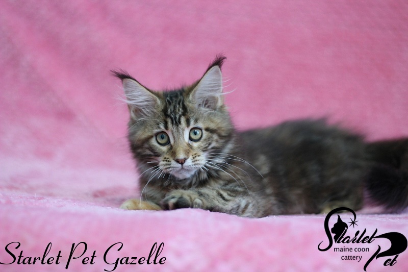 Starlet Pet Gazelle - maine-coon