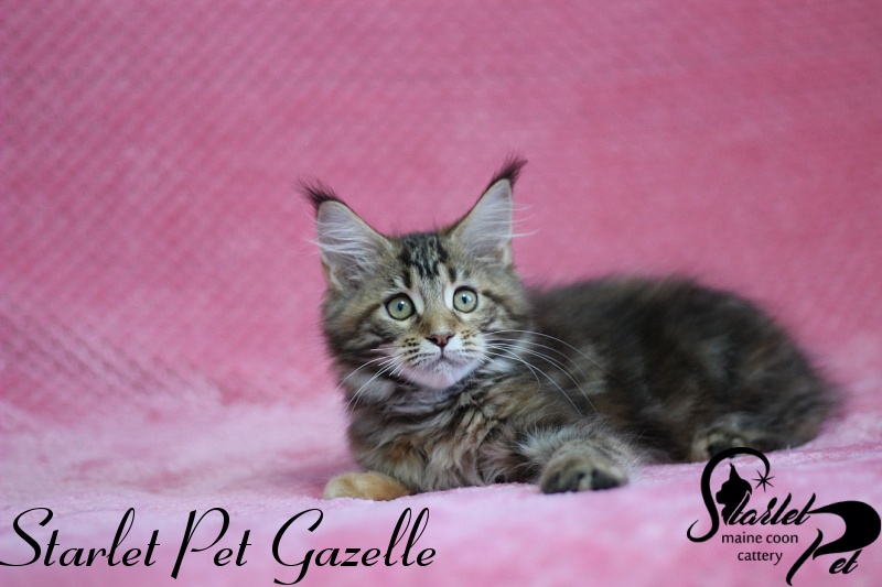 Starlet Pet Gazelle - maine-coon