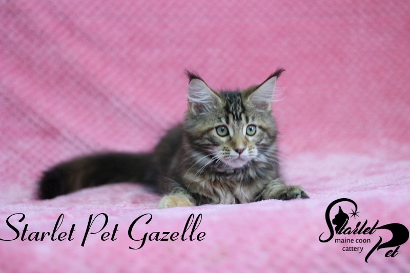 Starlet Pet Gazelle - maine-coon