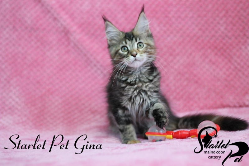 Starlet Pet Gina - maine-coon