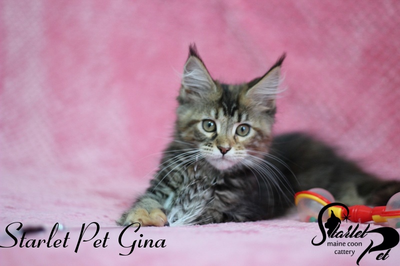 Starlet Pet Gina - maine-coon