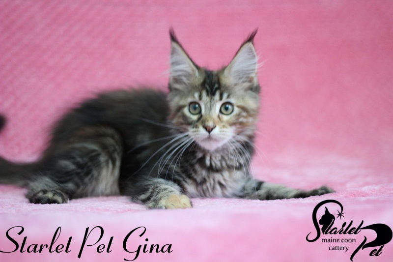 Starlet Pet Gina - maine-coon