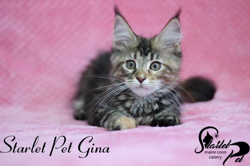 Starlet Pet Gina - maine-coon