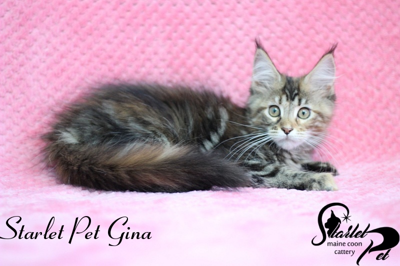 Starlet Pet Gina - maine-coon