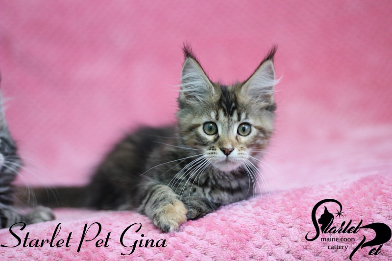 Starlet Pet Gina - maine-coon