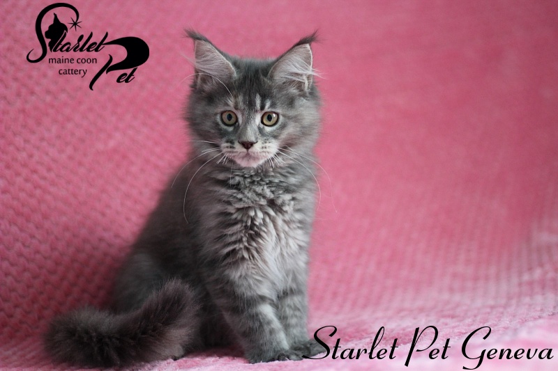 Starlet Pet Geneva - мейн-кун