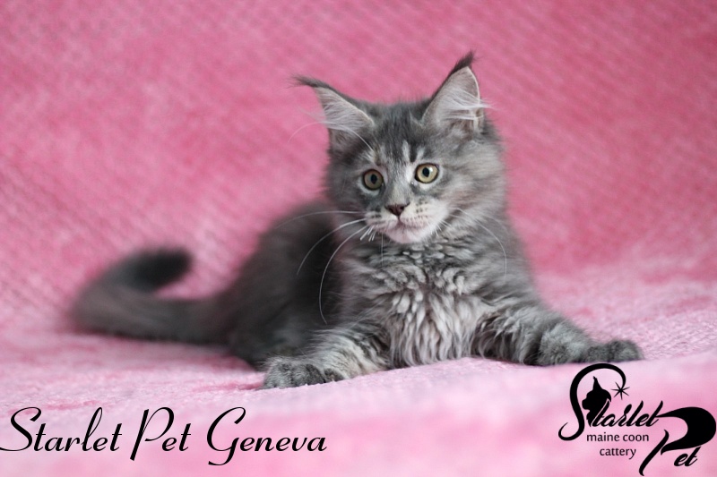 Starlet Pet Geneva - мейн-кун